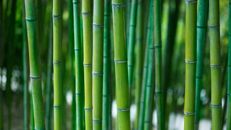 "How Bamboo Products Help the Environment"